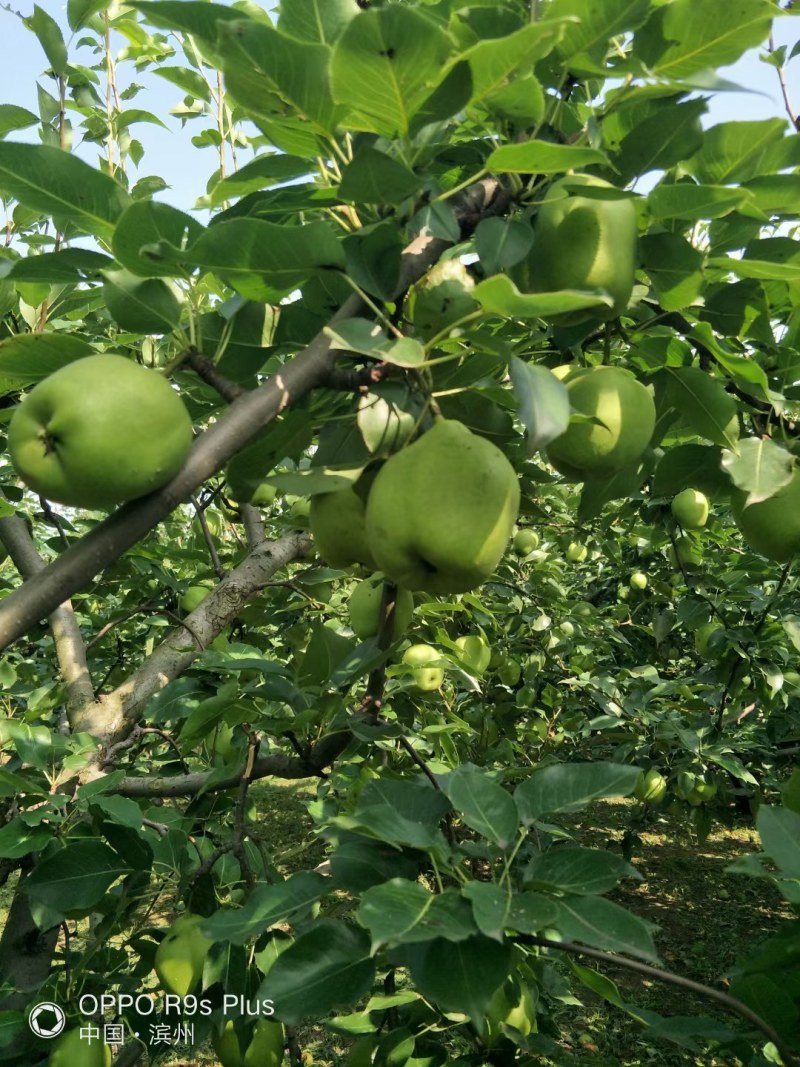 阳信县新梨七号早苏梨