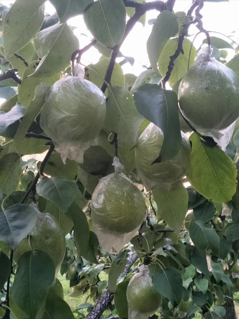 阳信县新梨七号早苏梨