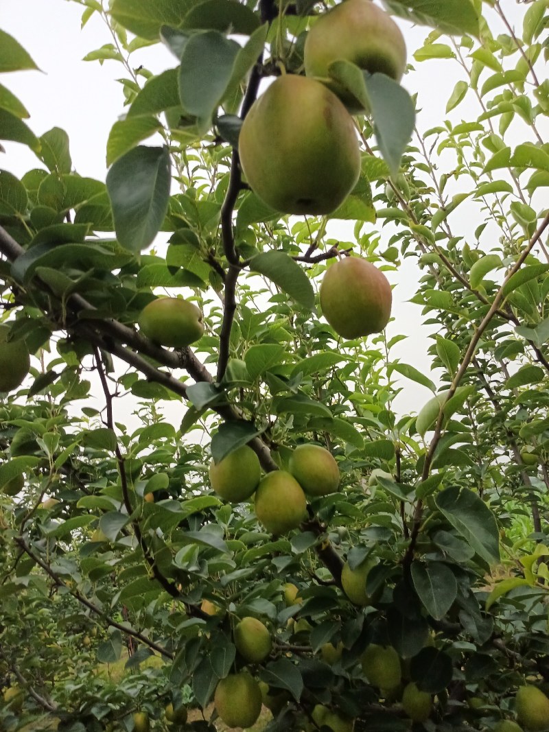 阳信县新梨七号早苏梨