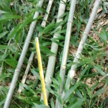 江西彭泽，优质竹竿。豆角架，黄瓜架等各种瓜果架，现货现发