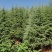天然雪松易栽植成活率高发往全国视频看货价格可致电详谈