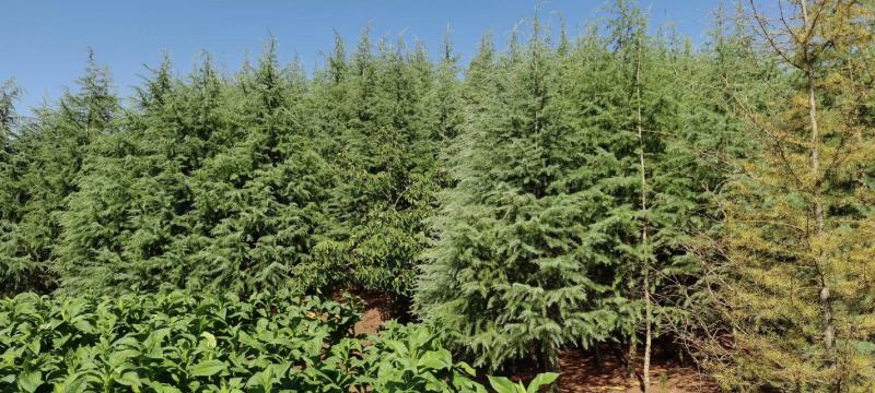 天然雪松易栽植成活率高发往全国视频看货价格可致电详谈
