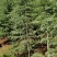 天然雪松易栽植成活率高发往全国视频看货价格可致电详谈