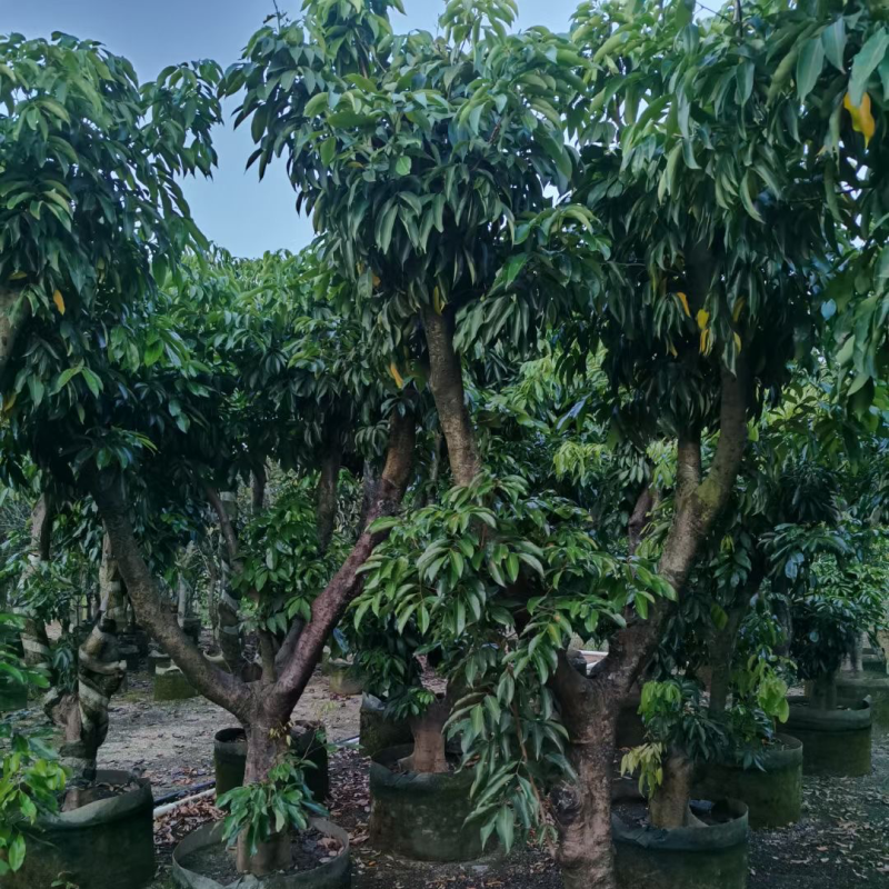 荔枝树10-18公分，大量现货供应，欢迎联系
