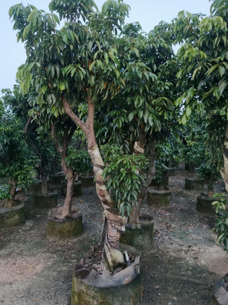 荔枝树10-18公分，大量现货供应，欢迎联系