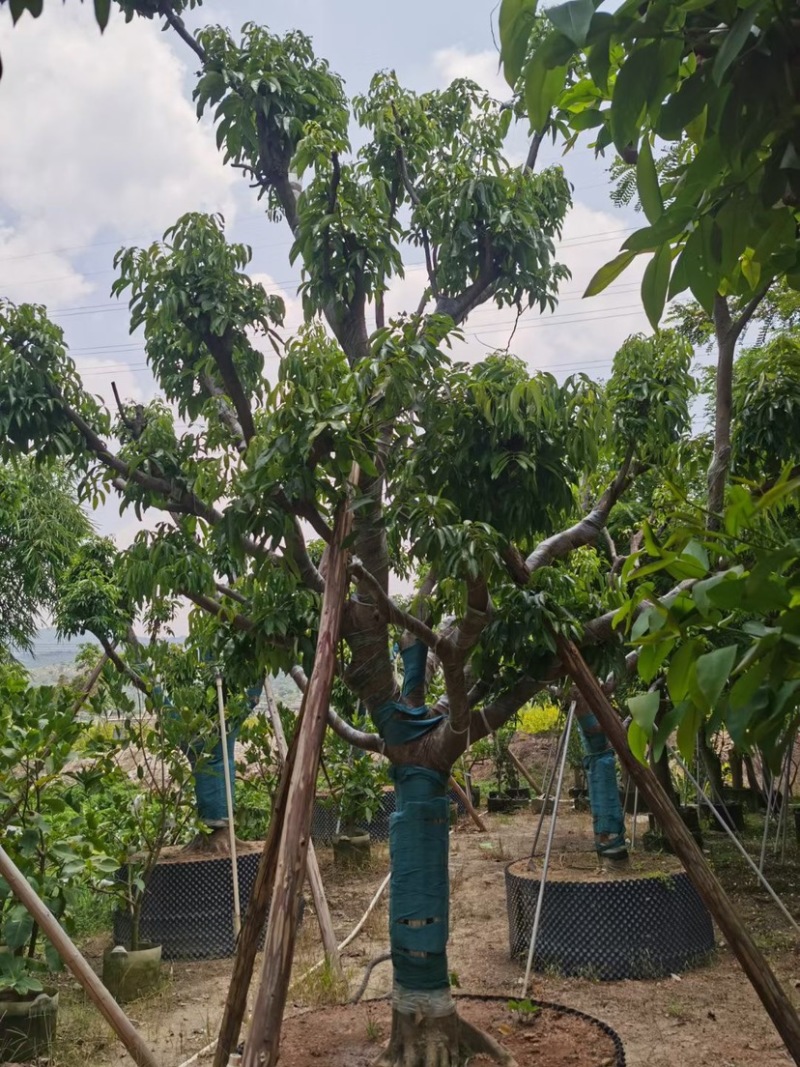 荔枝树10-18公分，大量现货供应，欢迎联系