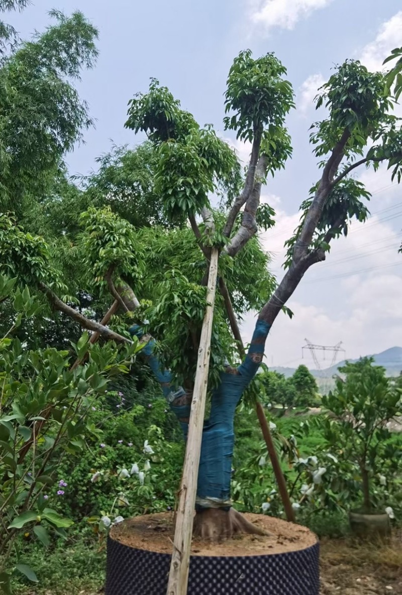 荔枝树10-18公分，大量现货供应，欢迎联系