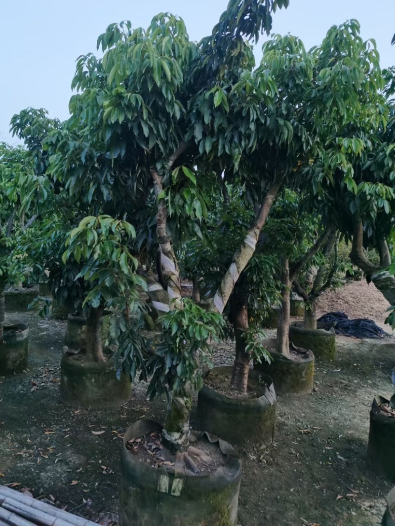 荔枝树10-18公分，大量现货供应，欢迎联系