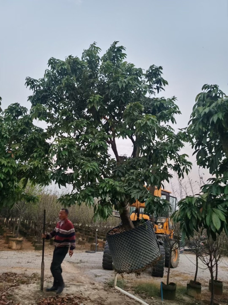 荔枝树10-18公分，大量现货供应，欢迎联系