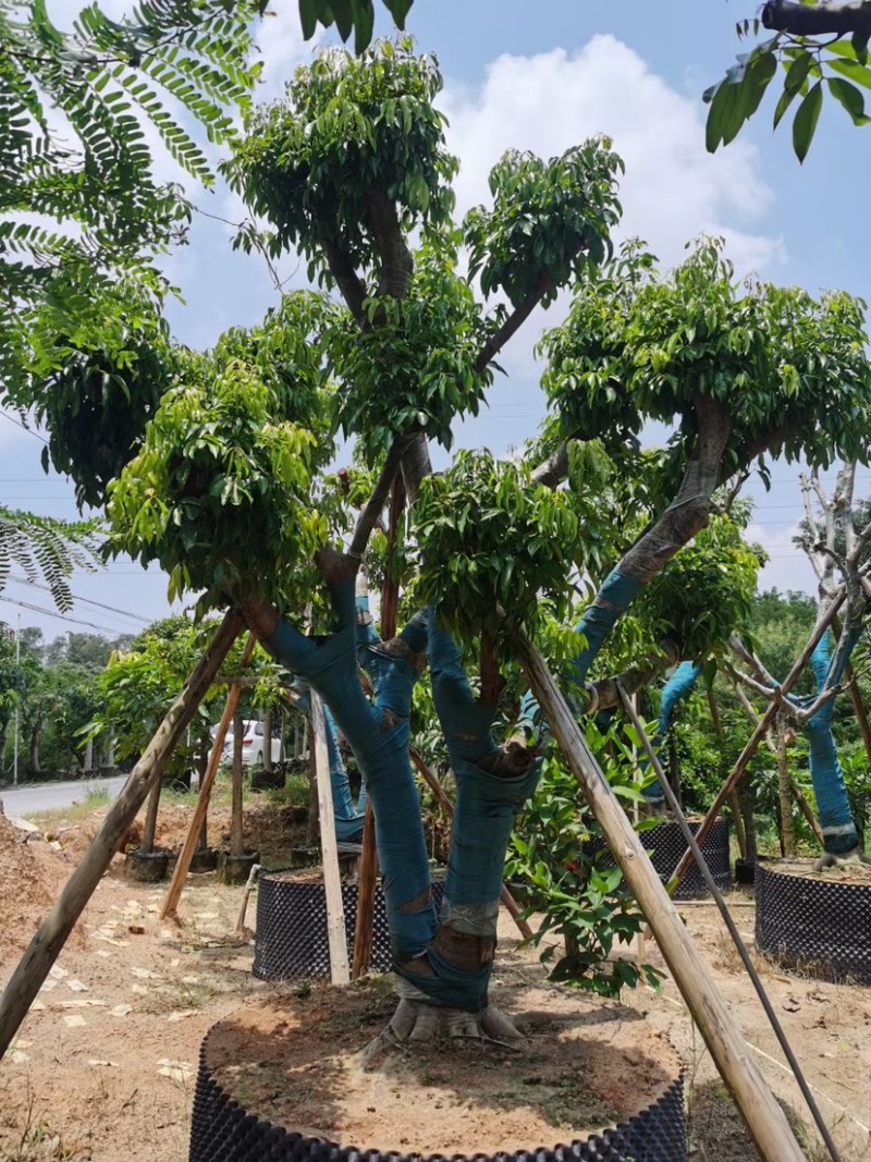 荔枝树10-18公分，大量现货供应，欢迎联系