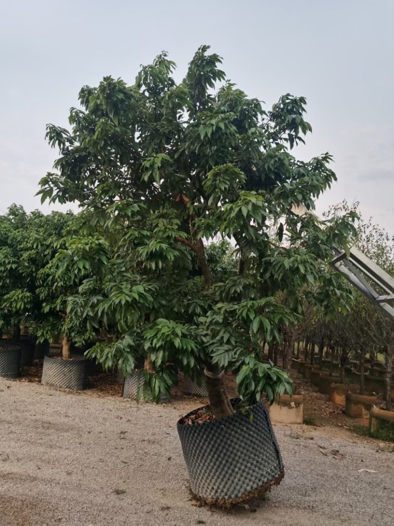 荔枝树10-18公分，大量现货供应，欢迎联系