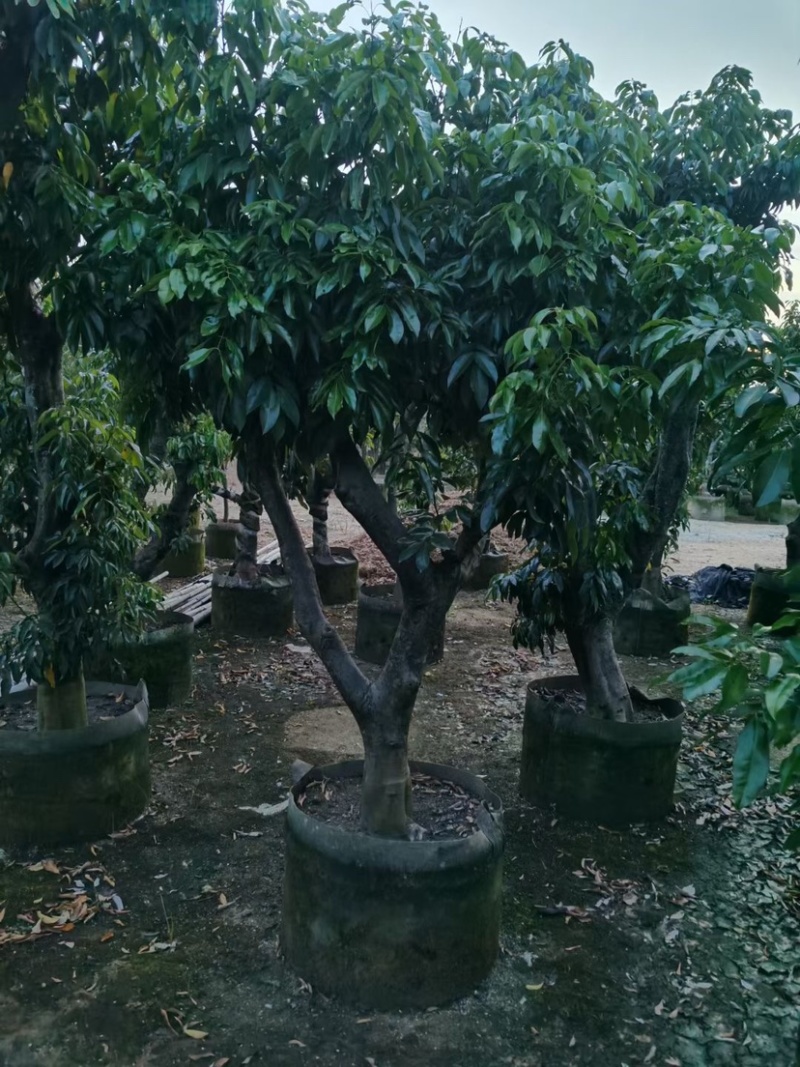 荔枝树10-18公分，大量现货供应，欢迎联系