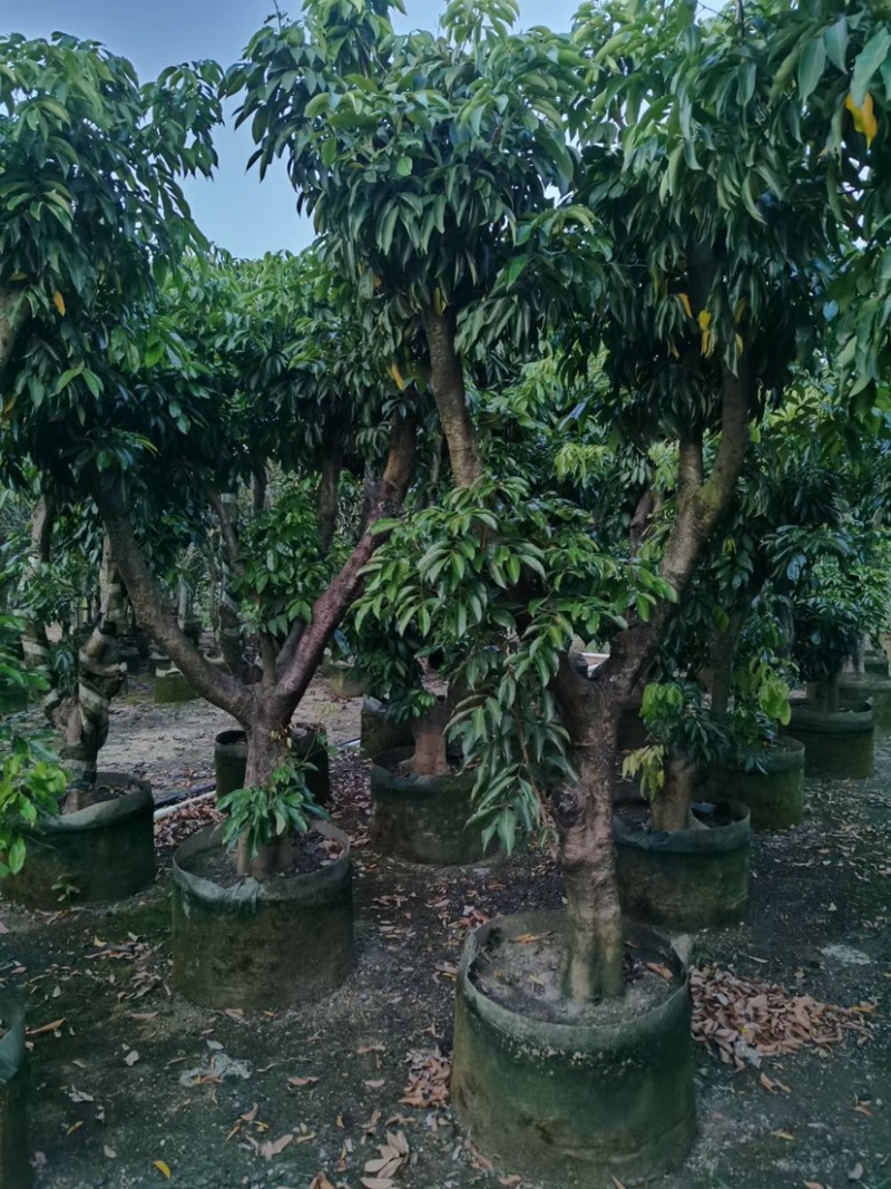 荔枝树10-18公分，大量现货供应，欢迎联系