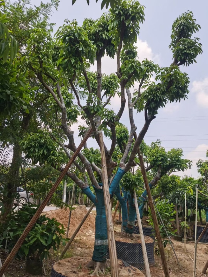 荔枝树10-18公分，大量现货供应，欢迎联系