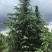 天然雪松易栽植成活率高发往全国视频看货价格可致电详谈