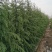 天然雪松易栽植成活率高发往全国视频看货价格可致电详谈