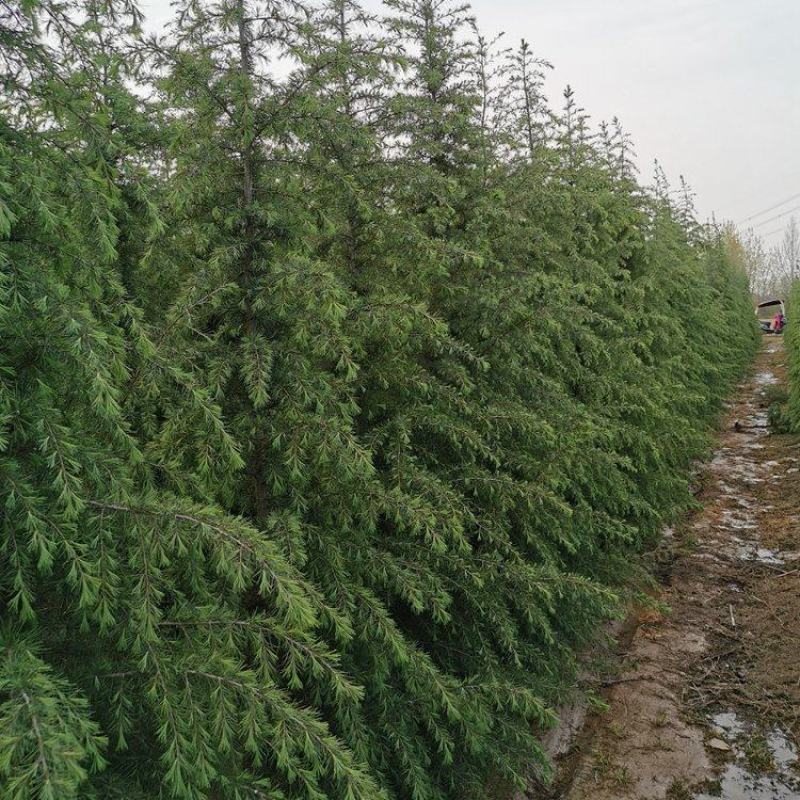 天然雪松易栽植成活率高发往全国视频看货价格可致电详谈