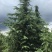 天然雪松易栽植成活率高发往全国视频看货价格可致电详谈