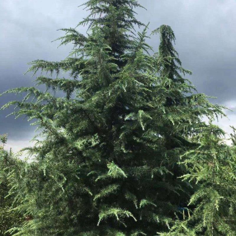 天然雪松易栽植成活率高发往全国视频看货价格可致电详谈
