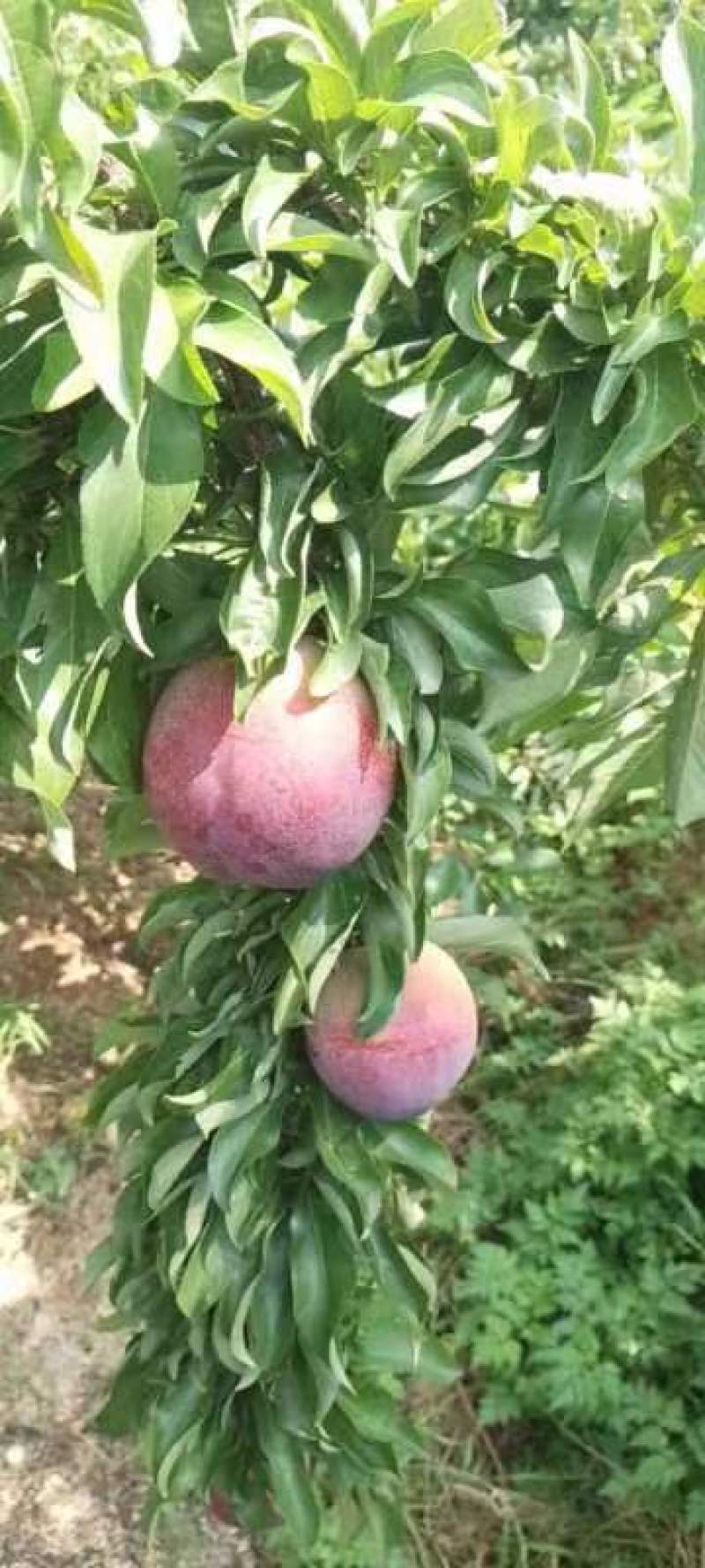 大红袍李子大量上市！品种不同价钱不同！需要联系我！