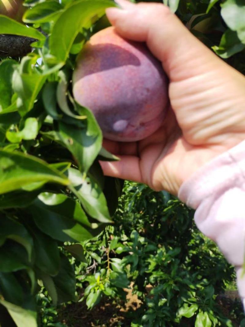 大红袍李子大量上市！品种不同价钱不同！需要联系我！