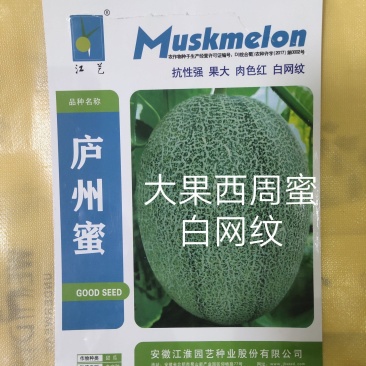 庐州蜜大果西州蜜种子哈蜜瓜种子白网纹瓜种子18度糖5斤上