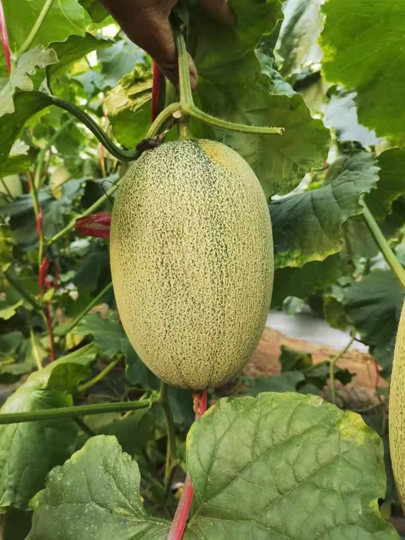 庐州蜜大果西州蜜种子哈蜜瓜种子白网纹瓜种子18度糖5斤上