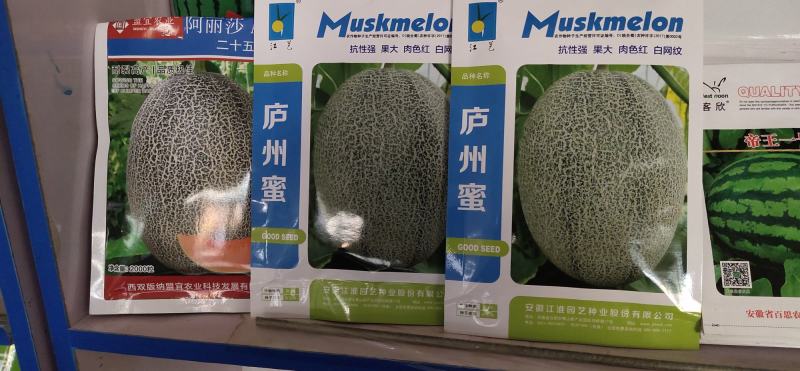 庐州蜜大果西州蜜种子哈蜜瓜种子白网纹瓜种子18度糖5斤上