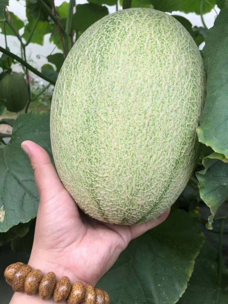 庐州蜜大果西州蜜种子哈蜜瓜种子白网纹瓜种子18度糖5斤上