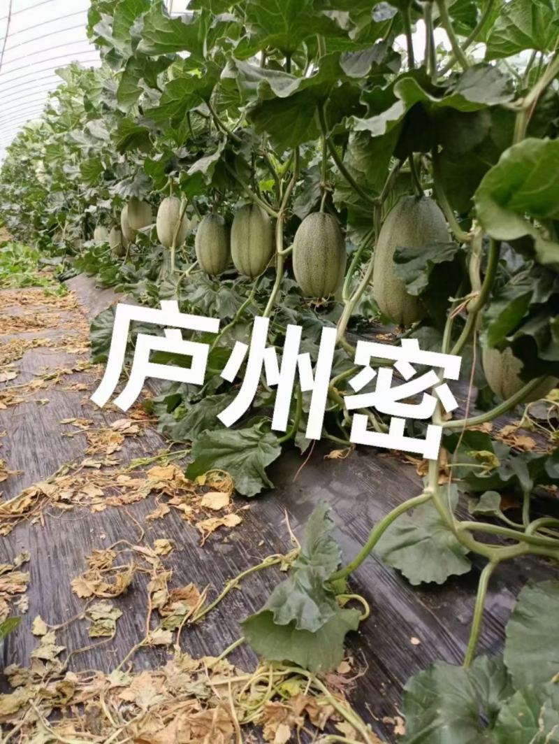 庐州蜜大果西州蜜种子哈蜜瓜种子白网纹瓜种子18度糖5斤上