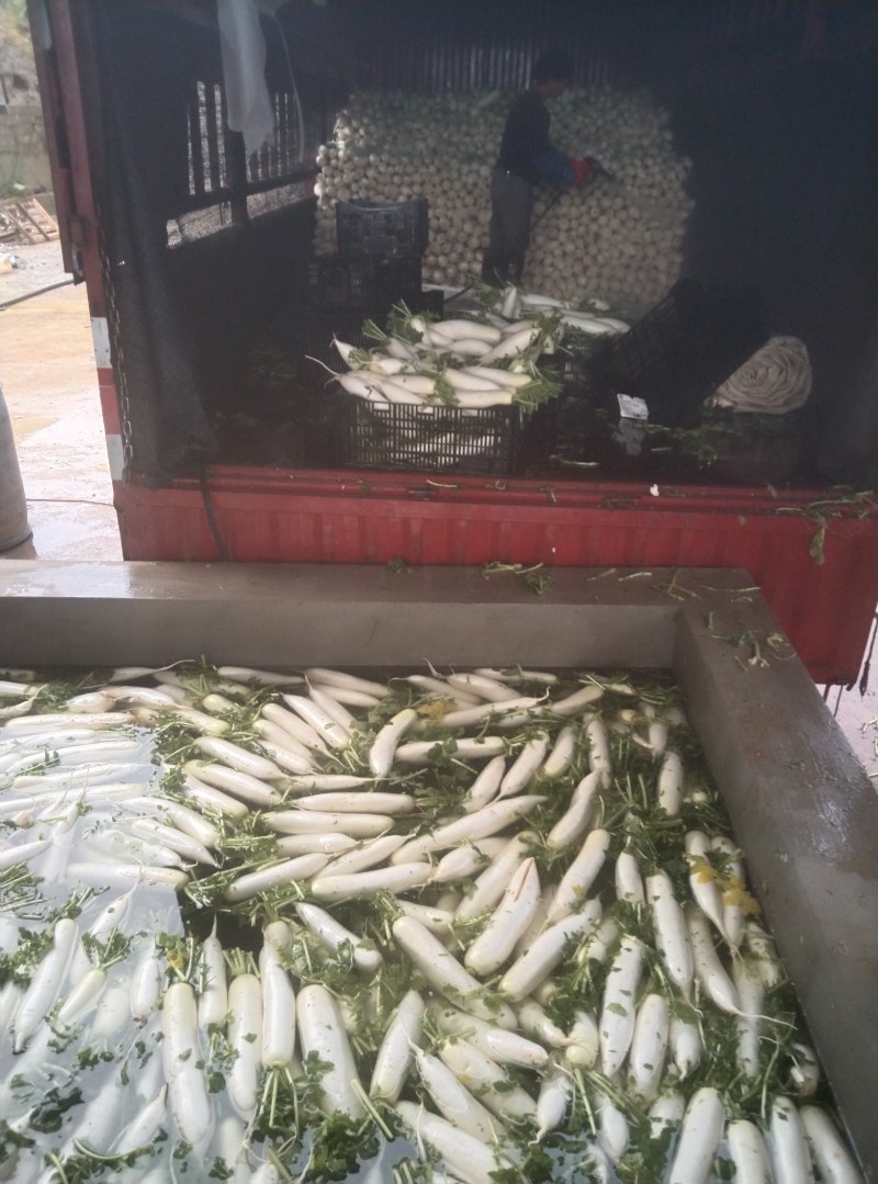 【万亩基地】云南精品白萝卜长期有货稳定货源对接饭店超市档口