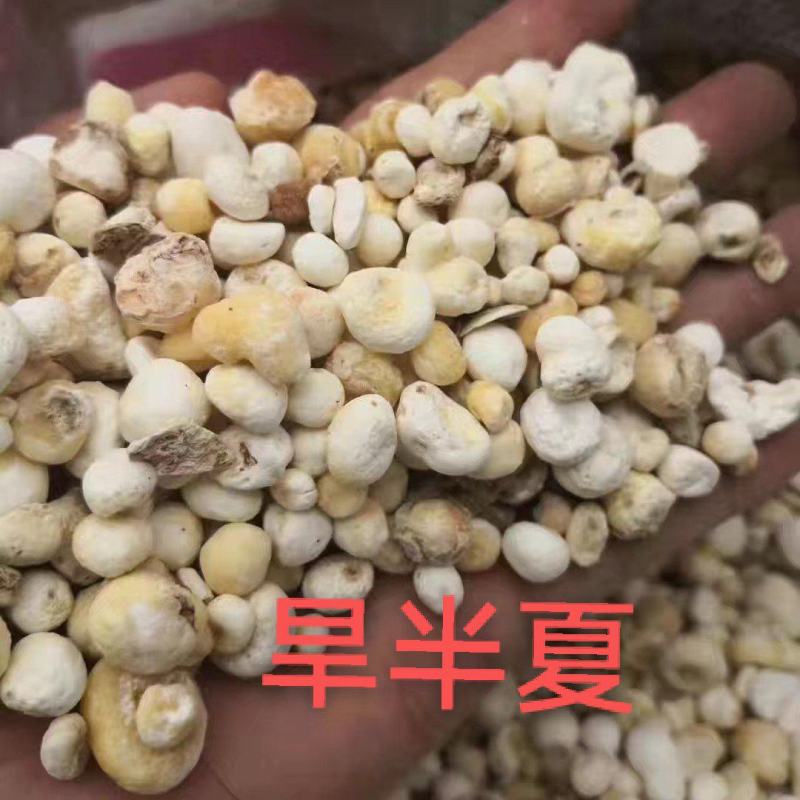 非种植干货野生半夏正宗贵州原地采挖过筛干货批发