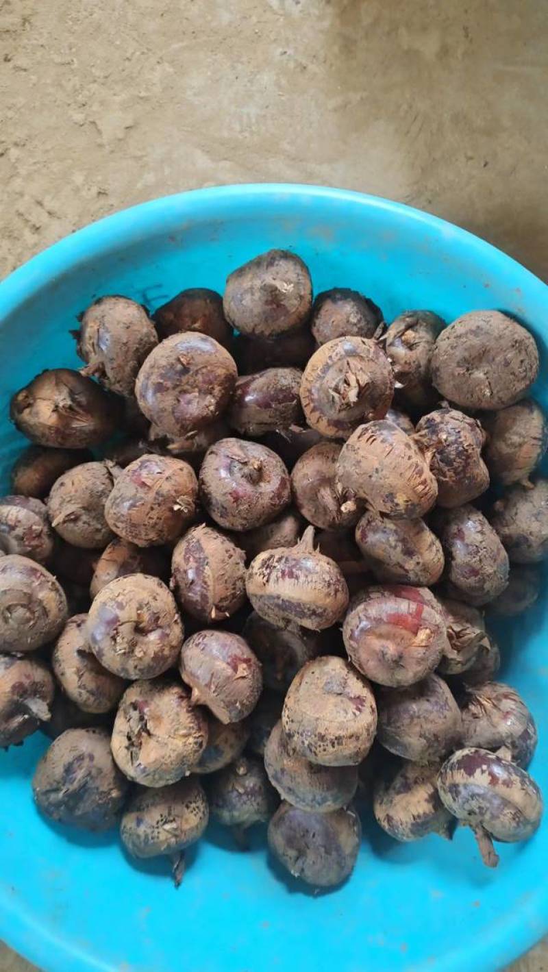 广西桂林恭城马蹄产地直发量大优惠欢迎光临