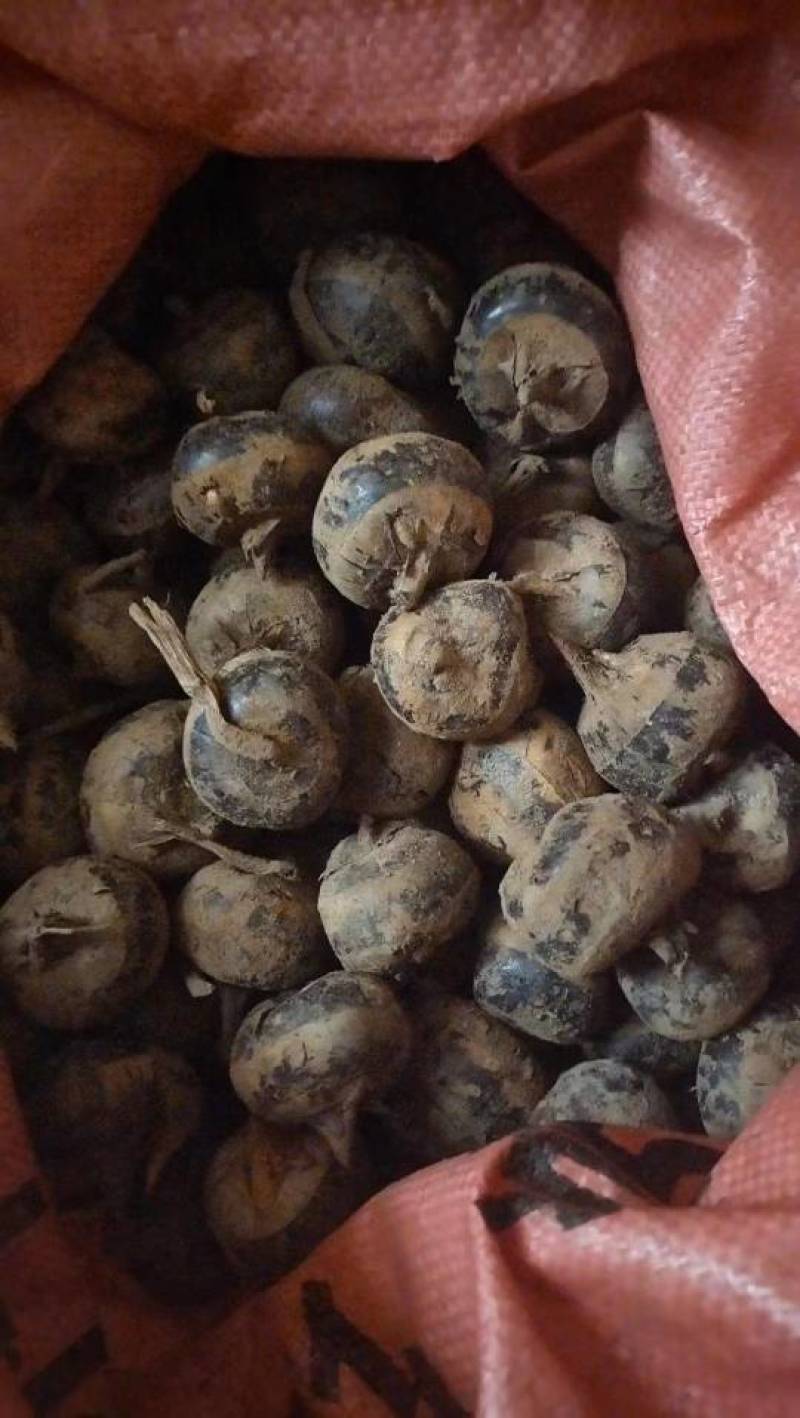 广西桂林恭城马蹄产地直发量大优惠欢迎光临