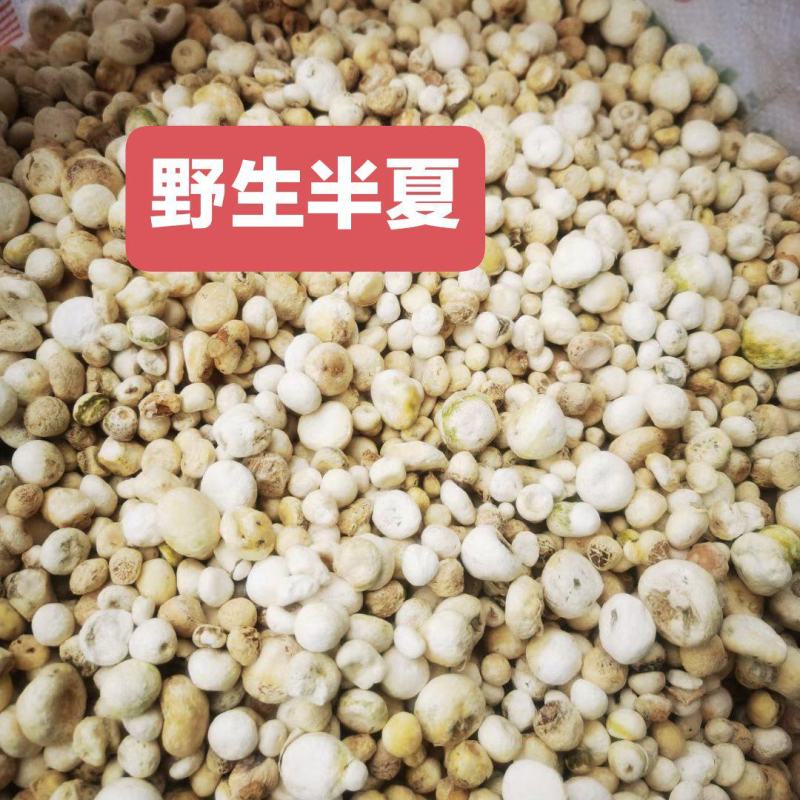 非种植干货野生半夏正宗贵州原地采挖过筛干货批发
