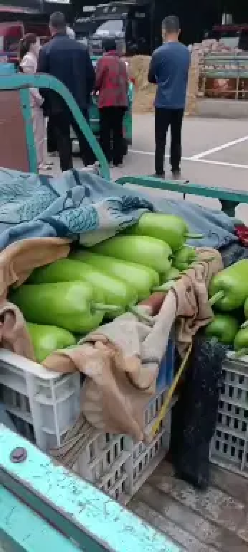 精品瓠瓜，瓠子产地直发颜色绿条形好诚信经营欢迎采购