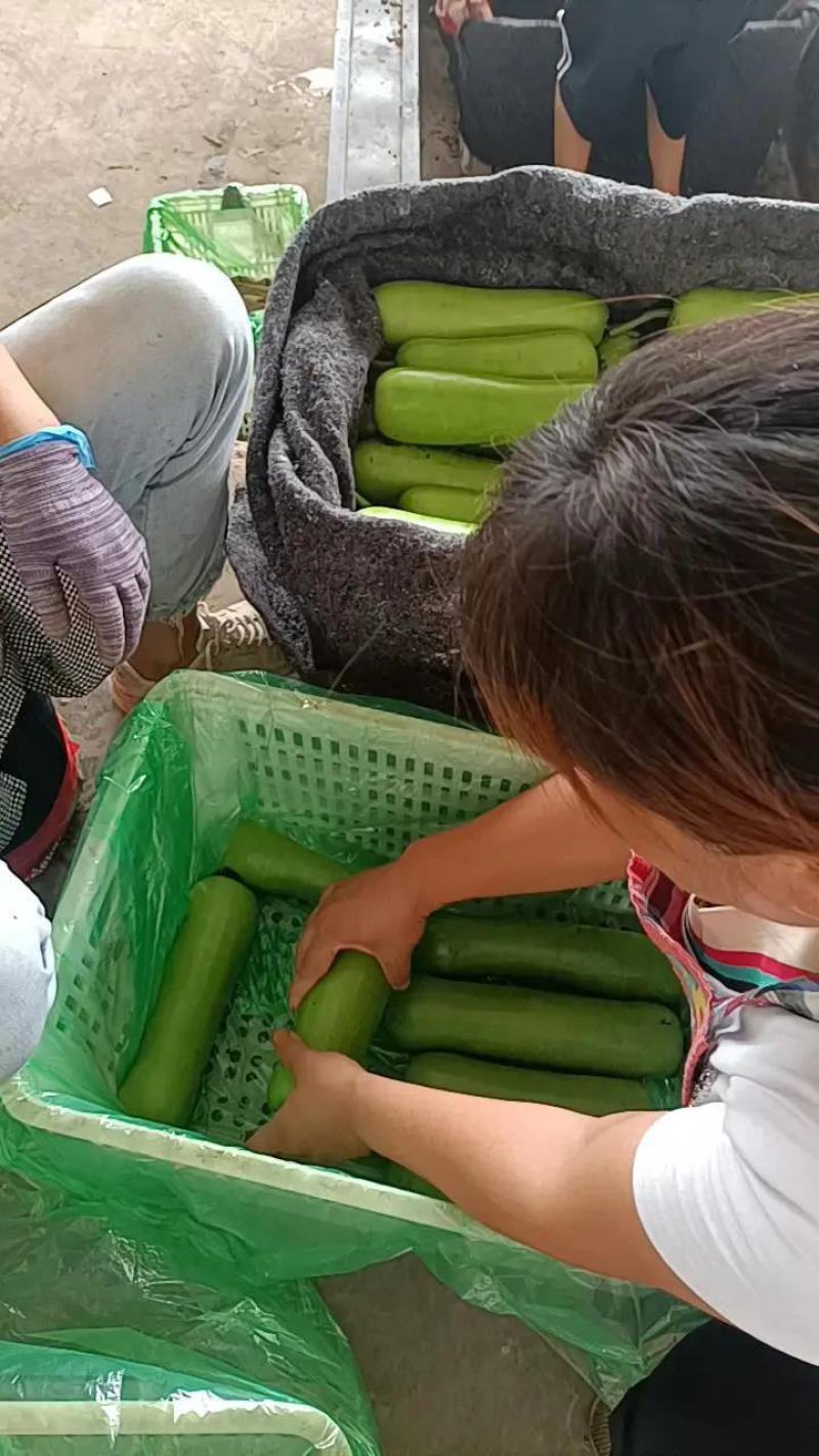 精品瓠瓜，瓠子产地直发颜色绿条形好诚信经营欢迎采购
