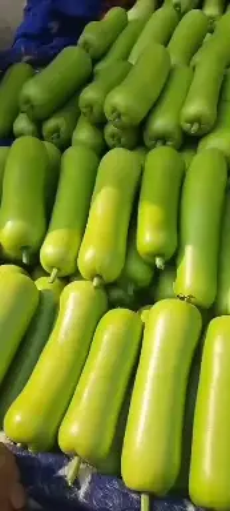 精品瓠瓜，瓠子产地直发颜色绿条形好诚信经营欢迎采购