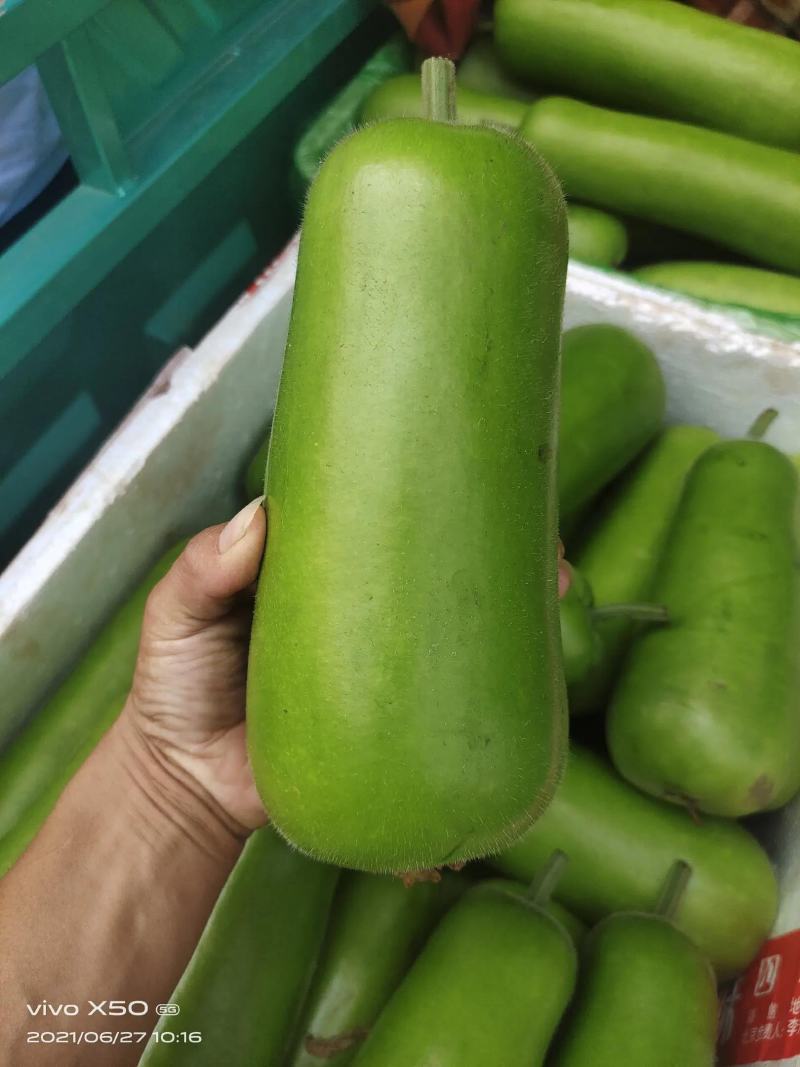 精品瓠瓜，瓠子产地直发颜色绿条形好诚信经营欢迎采购