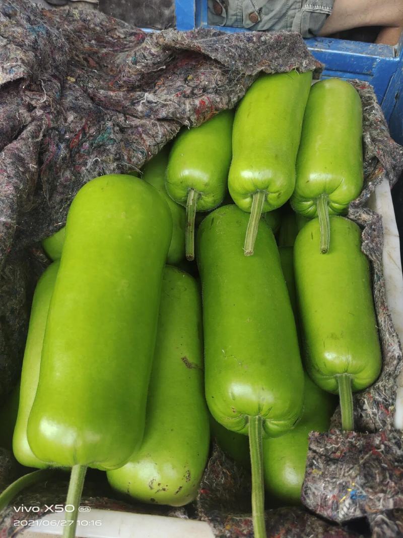 精品瓠瓜，瓠子产地直发颜色绿条形好诚信经营欢迎采购