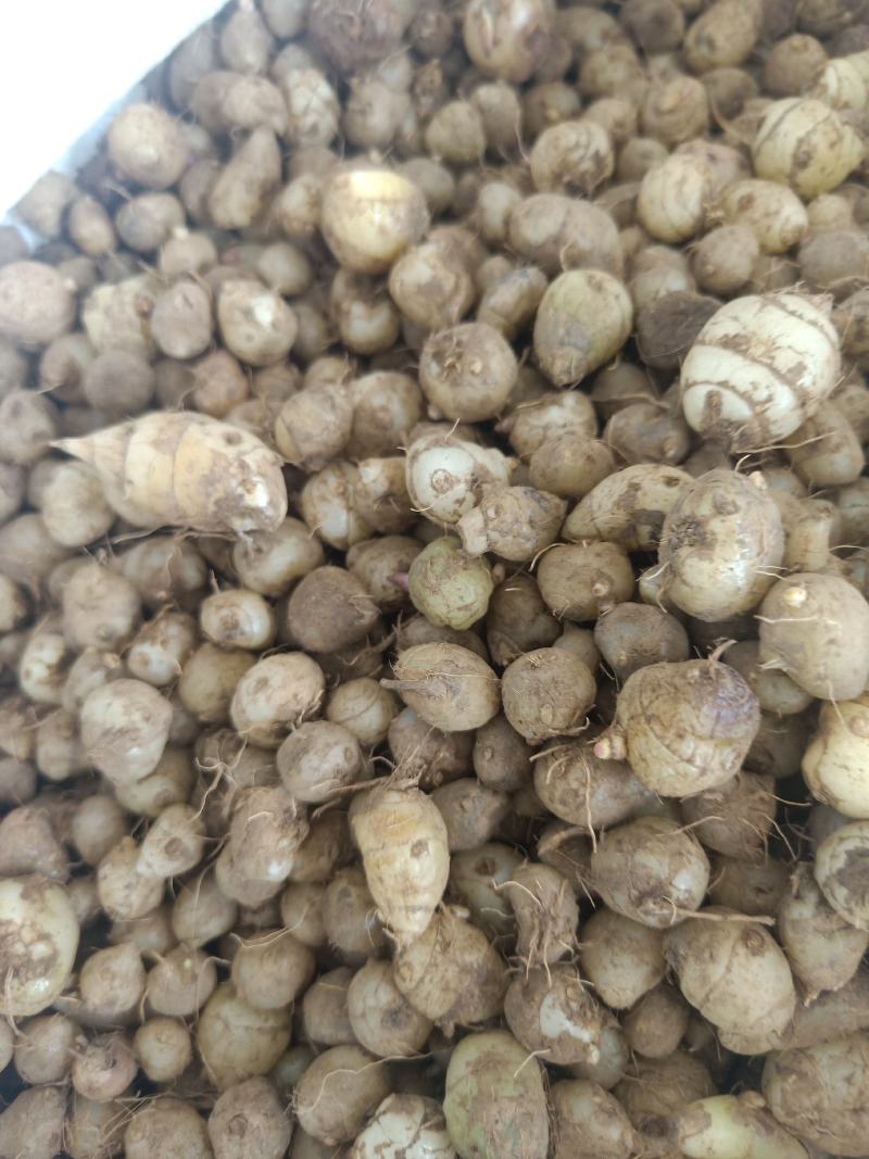 云南小圆白芨，糯白芨、小毛茨菇，季节性有货