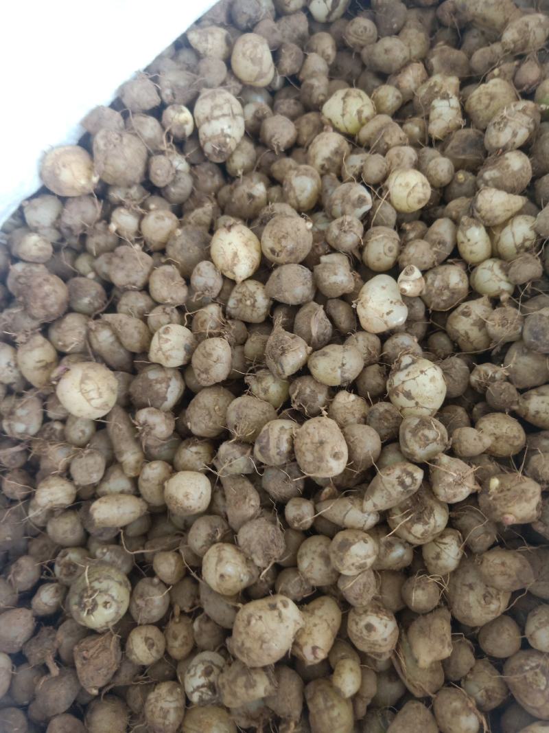 云南小圆白芨，糯白芨、小毛茨菇，季节性有货