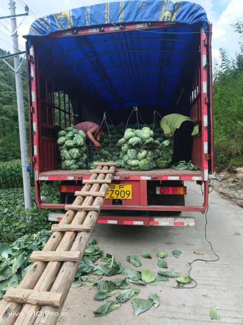 原产地，各种蔬菜，包菜，大白菜，寒将军，奥奇拉，京丰等等