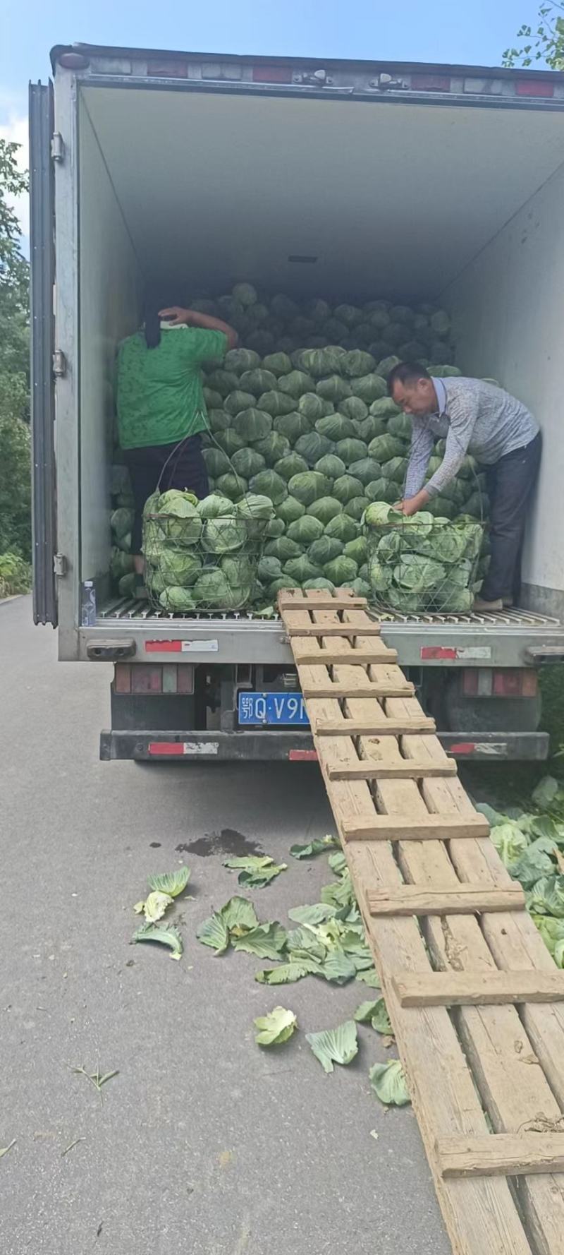 原产地，各种蔬菜，包菜，大白菜，寒将军，奥奇拉，京丰等等