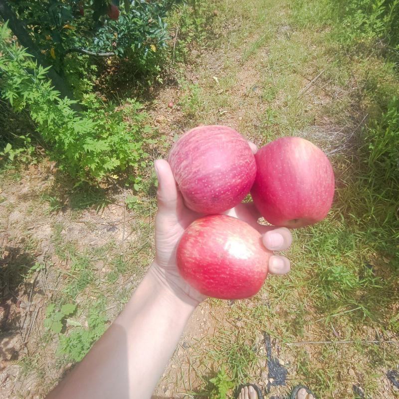 马龙嘎啦苹果
