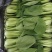 小油菜，上海青按需求提供包装大小均匀无黄叶虫眼