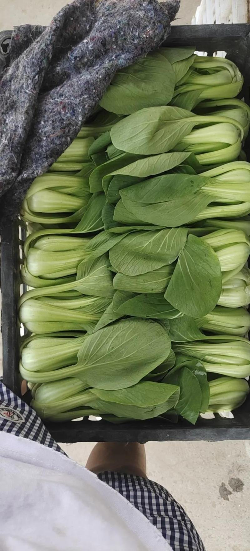 小油菜，上海青按需求提供包装大小均匀无黄叶虫眼