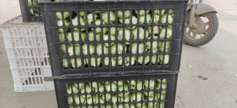 小油菜，上海青按需求提供包装大小均匀无黄叶虫眼