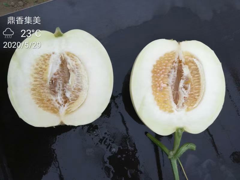 鼎香集美甜瓜种子早熟皮薄果肉脆甜圆形果亩2000株囗感香