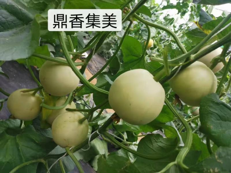 鼎香集美甜瓜种子早熟皮薄果肉脆甜圆形果亩2000株囗感香